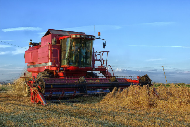 Обои картинки фото техника, комбайны, комбайн, поле