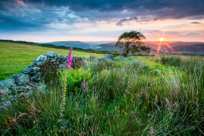 Обои картинки фото природа, восходы, закаты, луг, лучи, солнце, цветы, трава