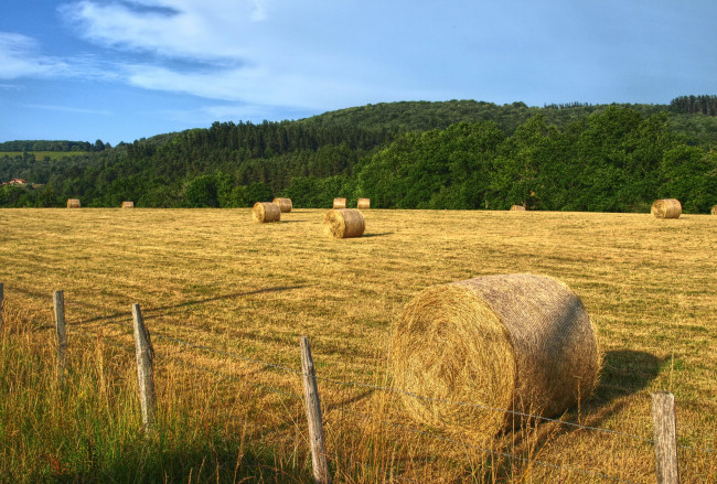 Обои картинки фото природа, поля, сено, поле, колосья, снопы