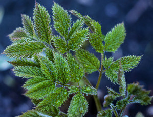 Картинка природа листья роса макро