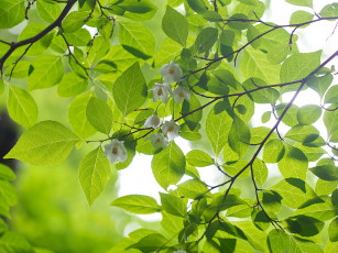 Картинка природа листья