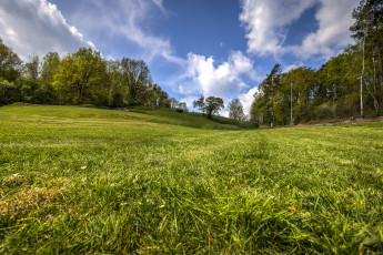 Картинка природа луга лес трава