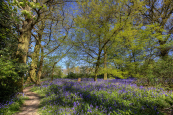Картинка природа дороги цветы тропинка трава деревья