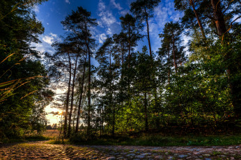 Картинка природа дороги лес тропинка