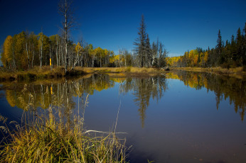 Картинка природа реки озера лес река