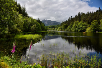 Картинка природа реки озера лес река