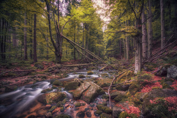 Картинка природа реки озера лес река