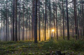 Картинка природа восходы закаты стволы сияние