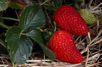 Картинка природа Ягоды земляничка