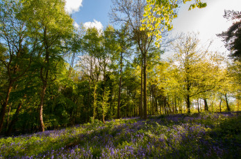 Картинка природа лес цветы деревья трава