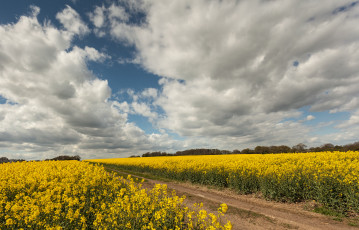 Картинка природа дороги цветы поле тракт