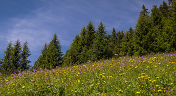 Картинка природа луга ели трава цветы