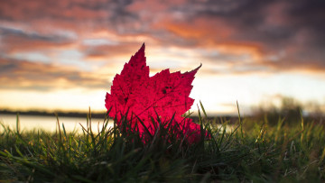 Картинка природа листья небо макро лист трава тучи осень