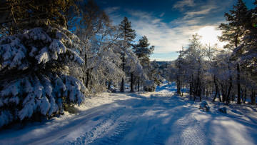 Картинка природа зима деревья снег