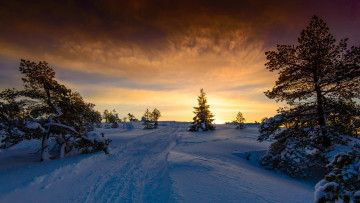 Картинка природа зима деревья снег тучи свет