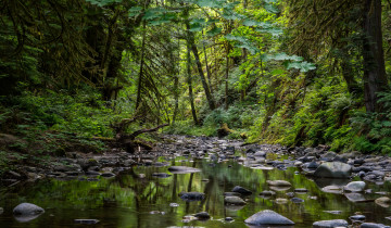 Картинка природа реки озера лес река