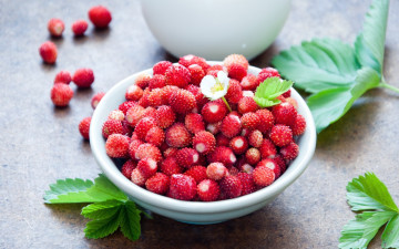 Картинка еда клубника +земляника красный земляника ягоды листья цветочек