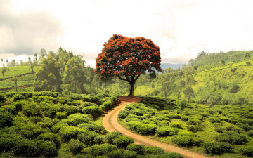 Картинка природа дороги холмы деревья кусты поля зелень дорога лето пейзаж