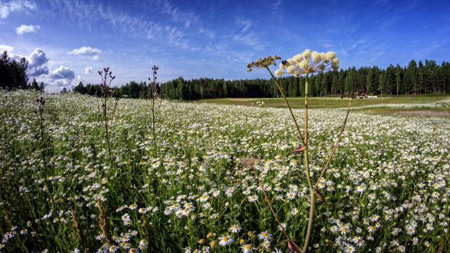 Обои картинки фото природа, луга, лес, поле, ромашки