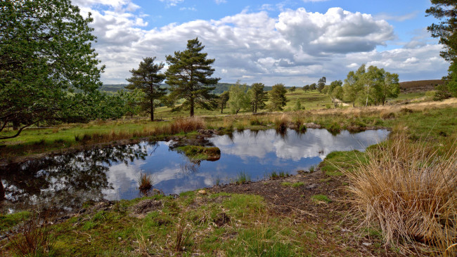 Обои картинки фото природа, реки, озера, лес, река