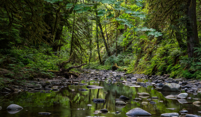 Обои картинки фото природа, реки, озера, лес, река