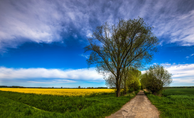 Обои картинки фото природа, дороги, поле, тракт