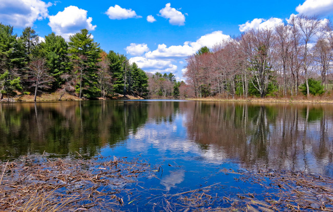 Обои картинки фото природа, реки, озера, река, лес