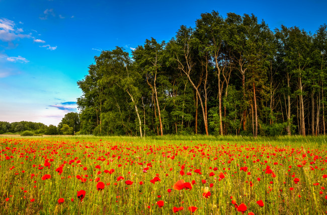 Обои картинки фото природа, пейзажи, лес, поле, цветы