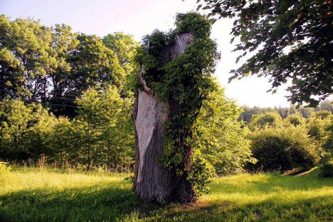 Обои картинки фото природа, деревья, ствол