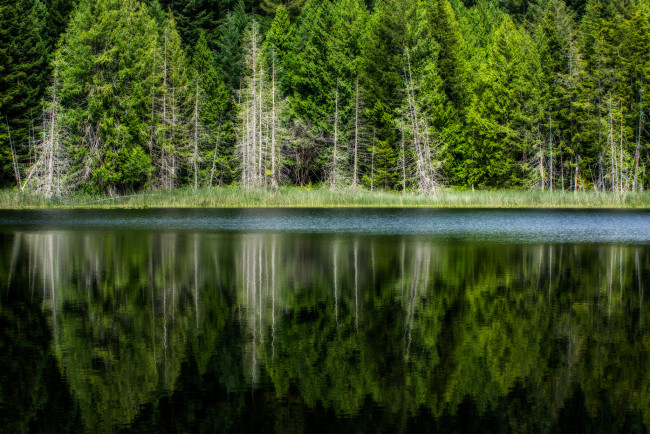 Обои картинки фото природа, реки, озера, лес, река