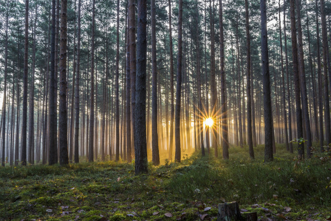 Обои картинки фото природа, восходы, закаты, стволы, сияние