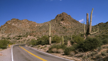 Картинка природа дороги кактусы скалы дорога кусты
