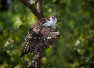Картинка животные птицы дерево боке скопа птица