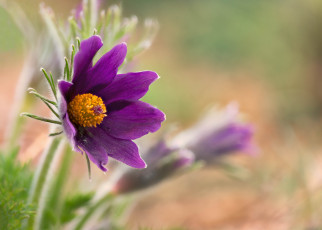 Картинка цветы анемоны +сон-трава сон трава цветение листья весна