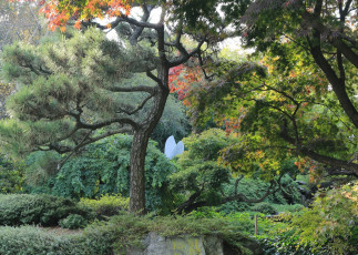 Картинка природа деревья растения кустарники