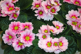 Картинка цветы примулы розовый цвет