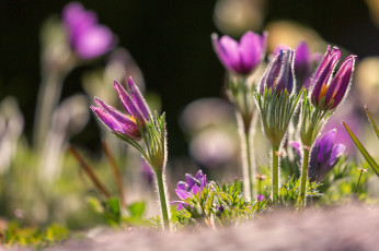 Картинка цветы анемоны +сон-трава сон трава цветение листья весна