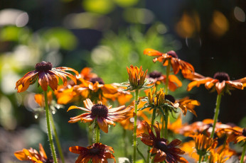 Картинка цветы цветение лепестки кусты лето