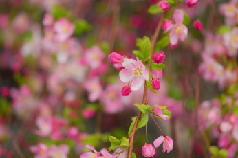 Картинка цветы цветущие+деревья+ +кустарники ветка листья цветки цветущая веточка