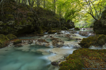 Картинка природа реки озера вода поток лес река