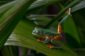 Картинка животные лягушки лягушка окрас милая макро фон