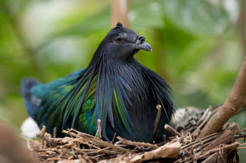 Картинка животные птицы птица перья окрас