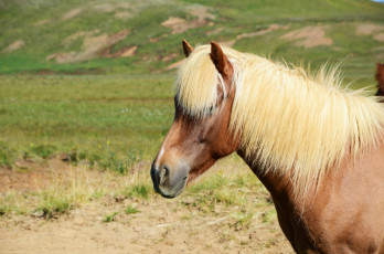 Картинка животные лошади большая грива окрас лошадь