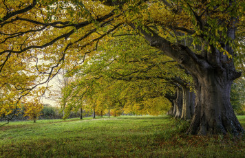 Картинка природа лес простор