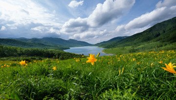 Картинка природа луга луг цветы река цветение