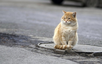 Картинка животные коты асфальт люк