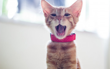 Картинка животные коты ошейник