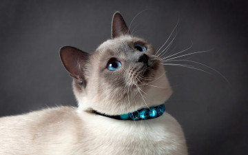 Картинка животные коты ошейник