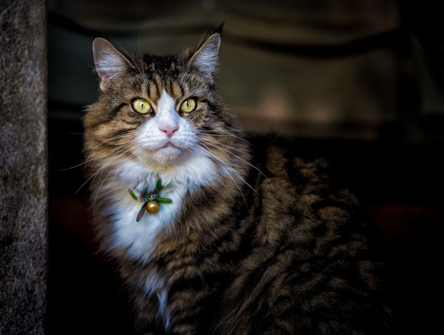 Обои картинки фото животные, коты, ошейник