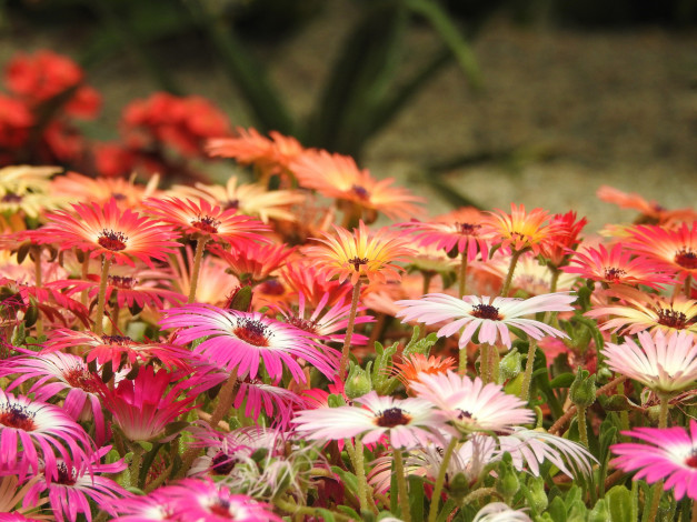 Обои картинки фото цветы, желтый, цветок, бутон, лепестки, цветение